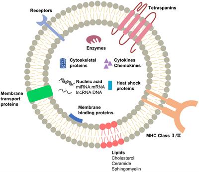 Exosomes in the tumor microenvironment: Promoting cancer progression